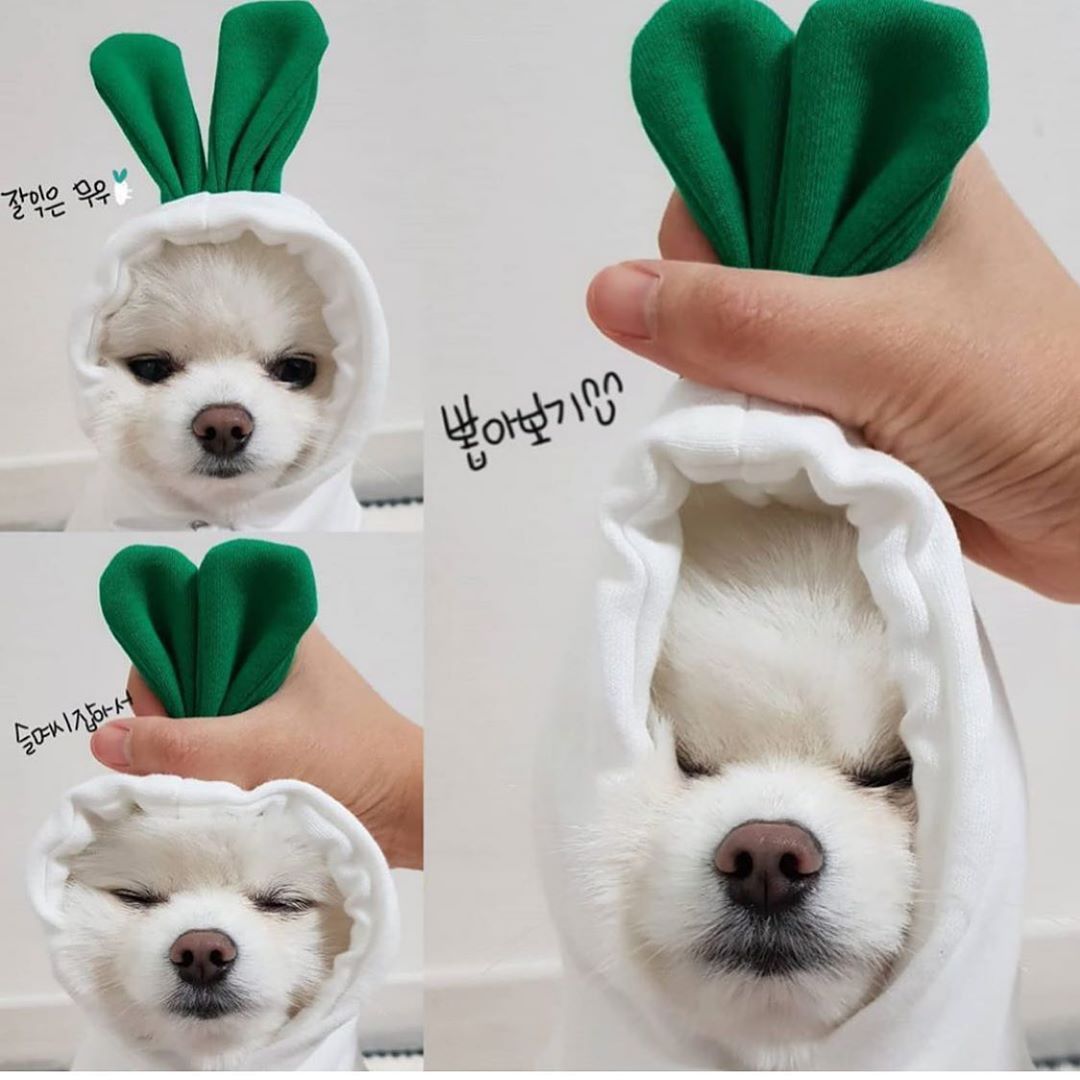 Cute Fruit Dog Clothes For Small Dogs