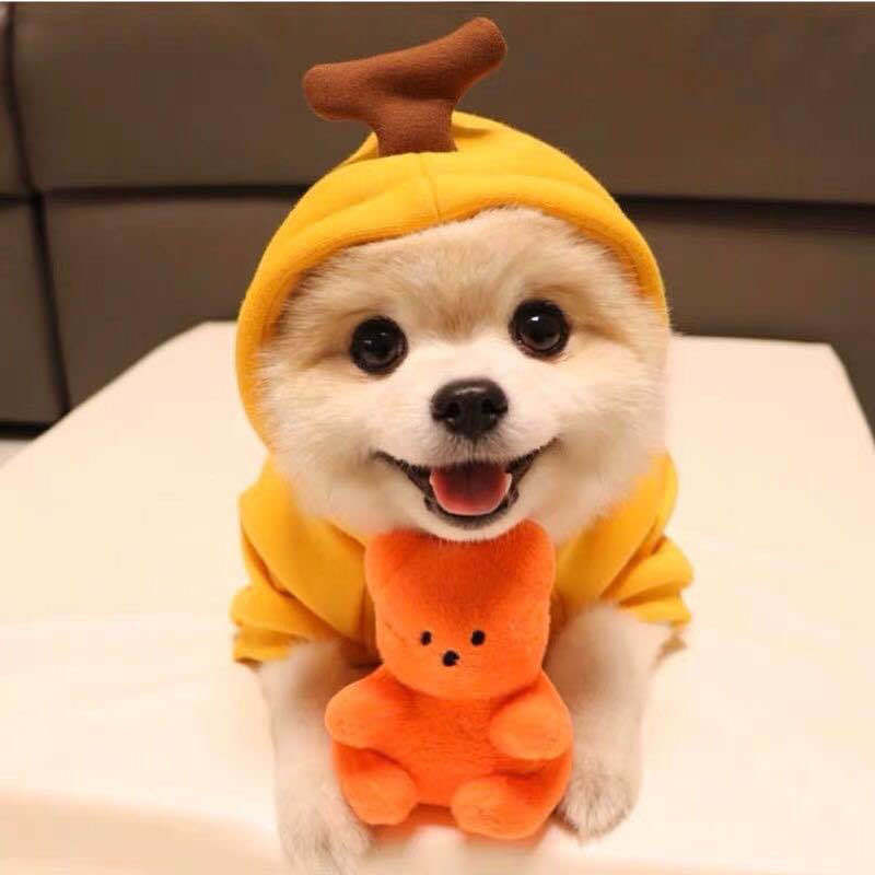 Cute Fruit Dog Clothes For Small Dogs